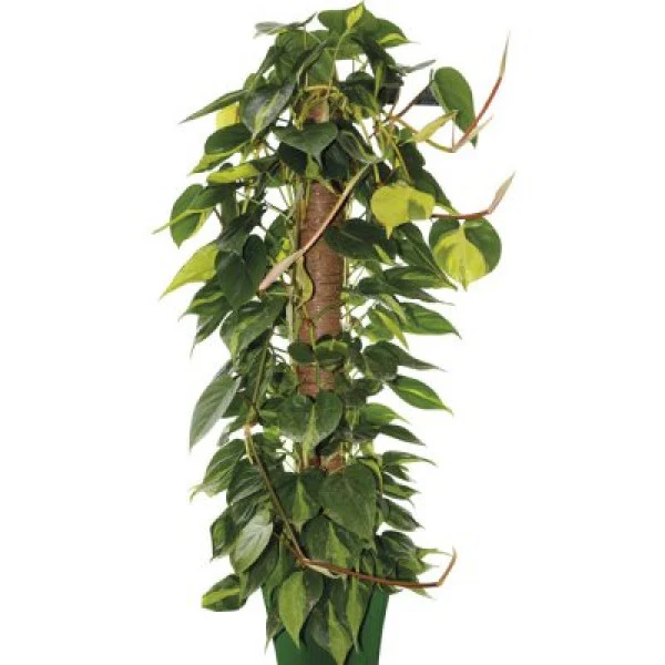 BASTONE Muschiato Verdelook