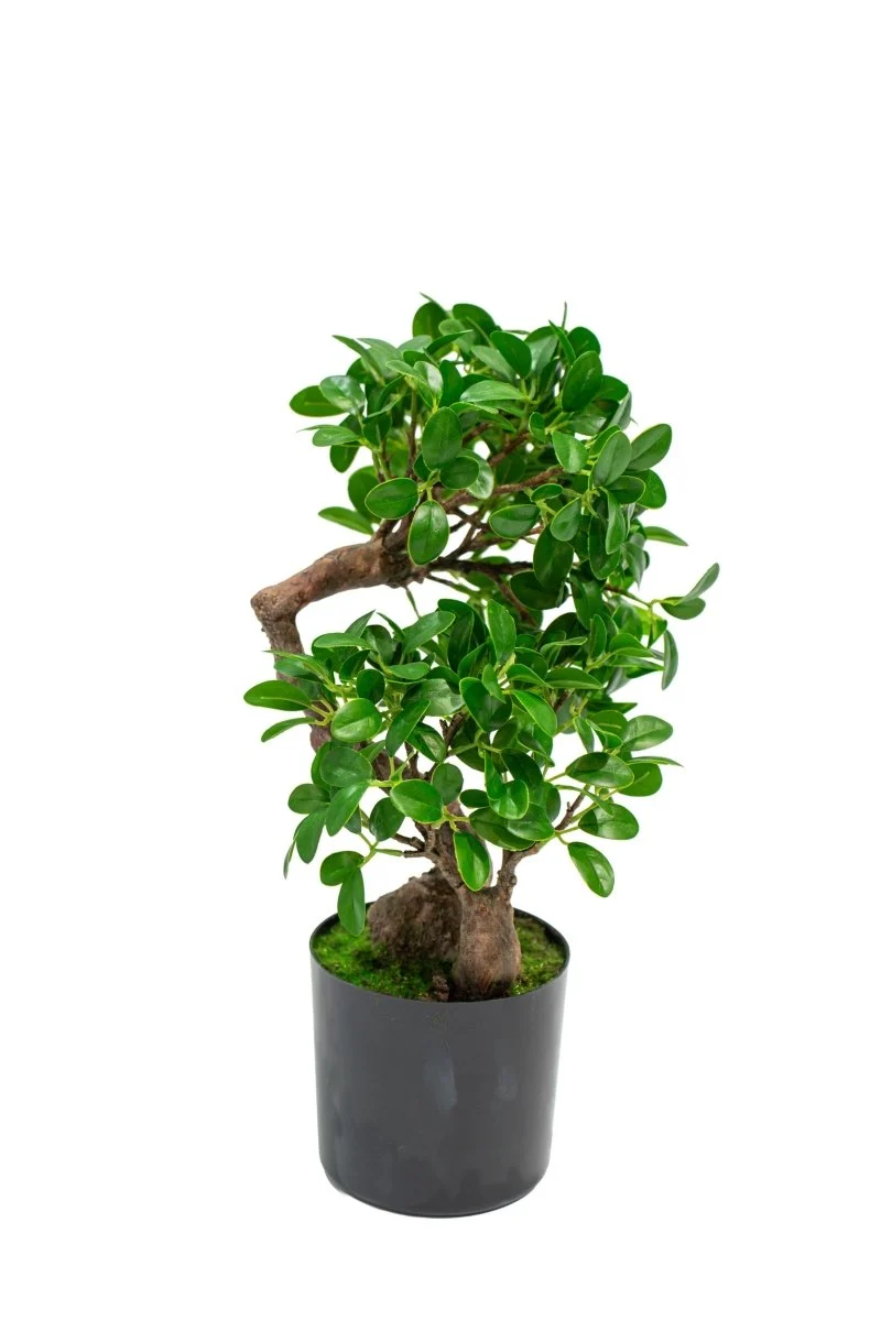 Pianta realistica in vaso Bonsai Banyan h45cm | Xone