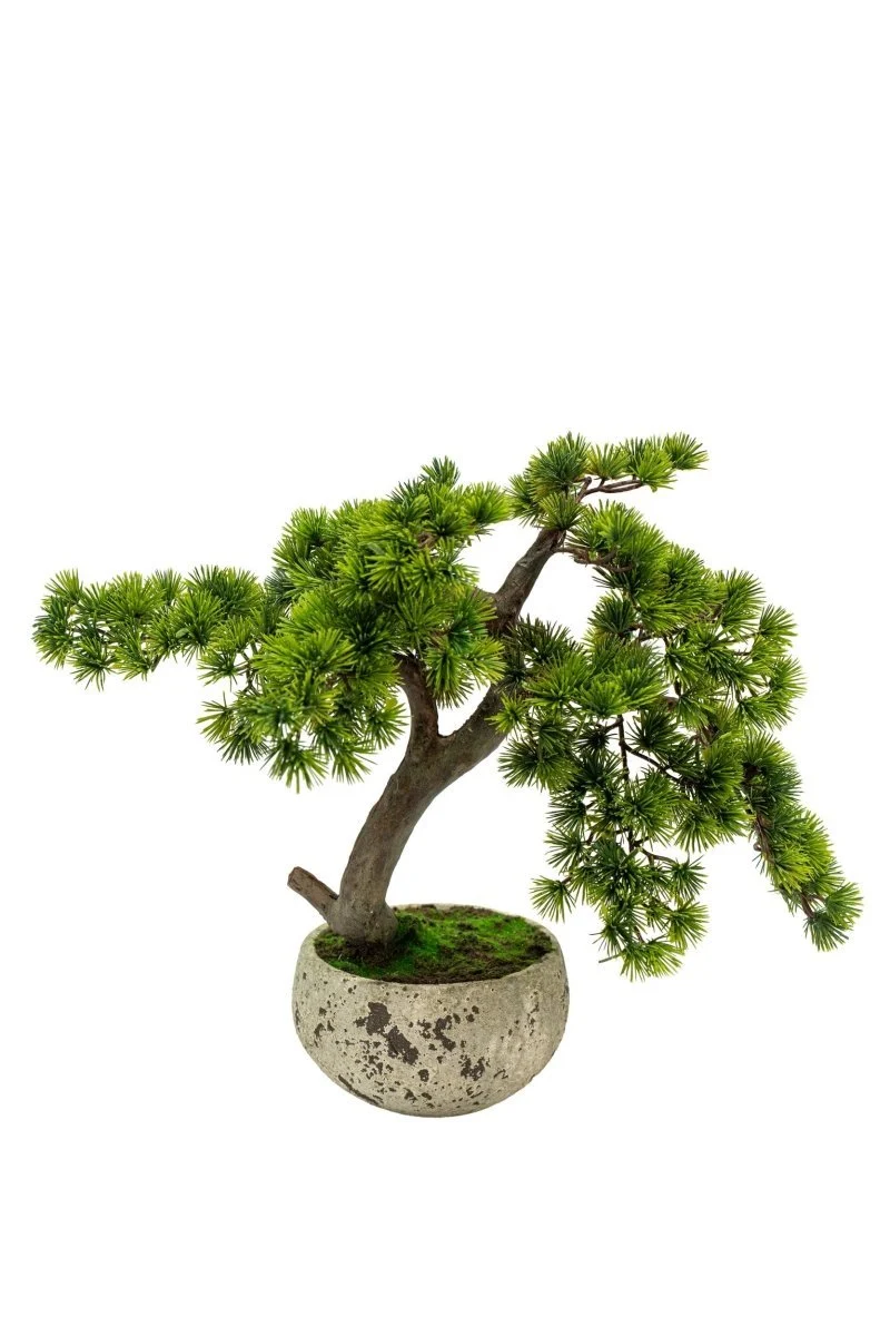 Pino Bonsai artificiale in vaso di cemento h50 cm | Xone