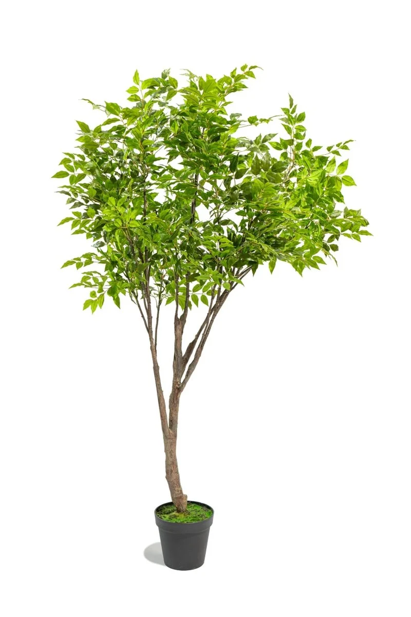Albero artificiale Radermachera in vaso con altezza 210 cm | Xone