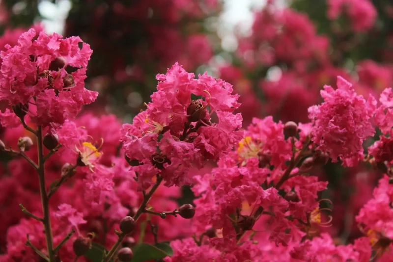 Gardenaria Lagerstroemia indica 'Petite Red Imperator' - Arbusto ornamentale da giardino Altezza: 40/60 cm (vaso19)