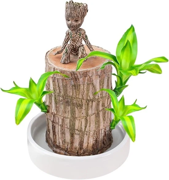 Impianto per piante di felicità - Bambù della felicità con decorazioni - 1 pezzo