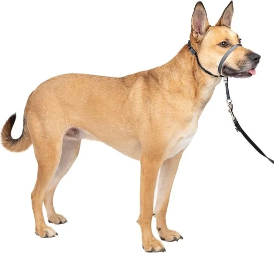 Collare per cane senza cavo trainante 1,5 m - Soluzione definitiva contro il traino - Guida il traino del vostro cane per camminate più facili - Aiuta a recuperare il controllo (taglia M) - grigio