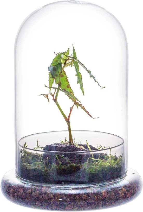 Coppa vetrata con foro d'aria - Terrario per cacti e piante grasse - 1 pezzo - Transparente - Vetro - 15 x 15 x 21 cm