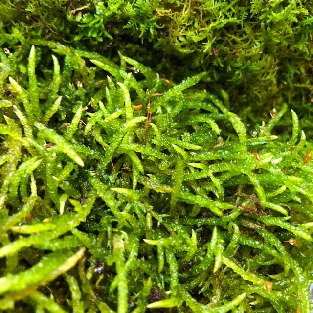 Living Terrarium Moss