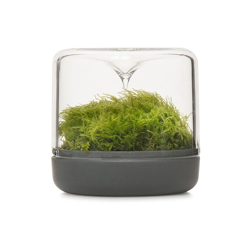 Sanctuary Rainforest Terrarium Small