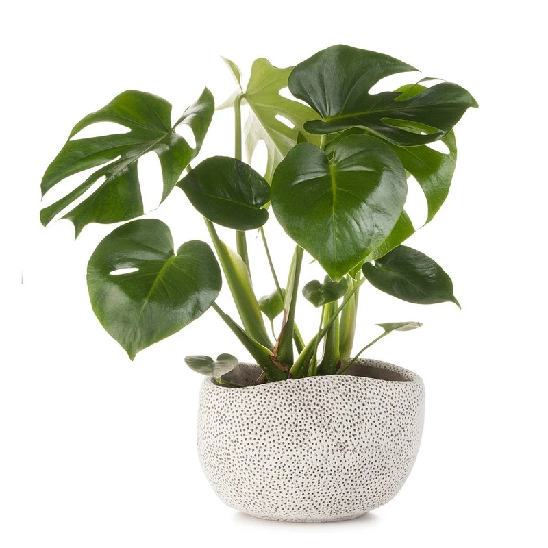 Coral Planter
