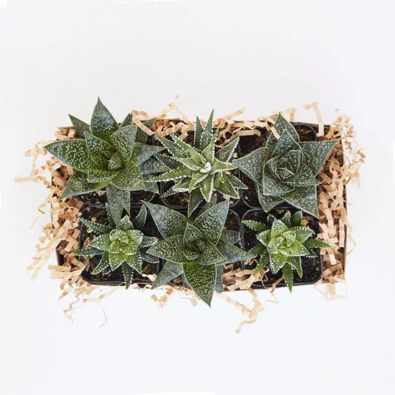 Assorted Small Indoor Succulents