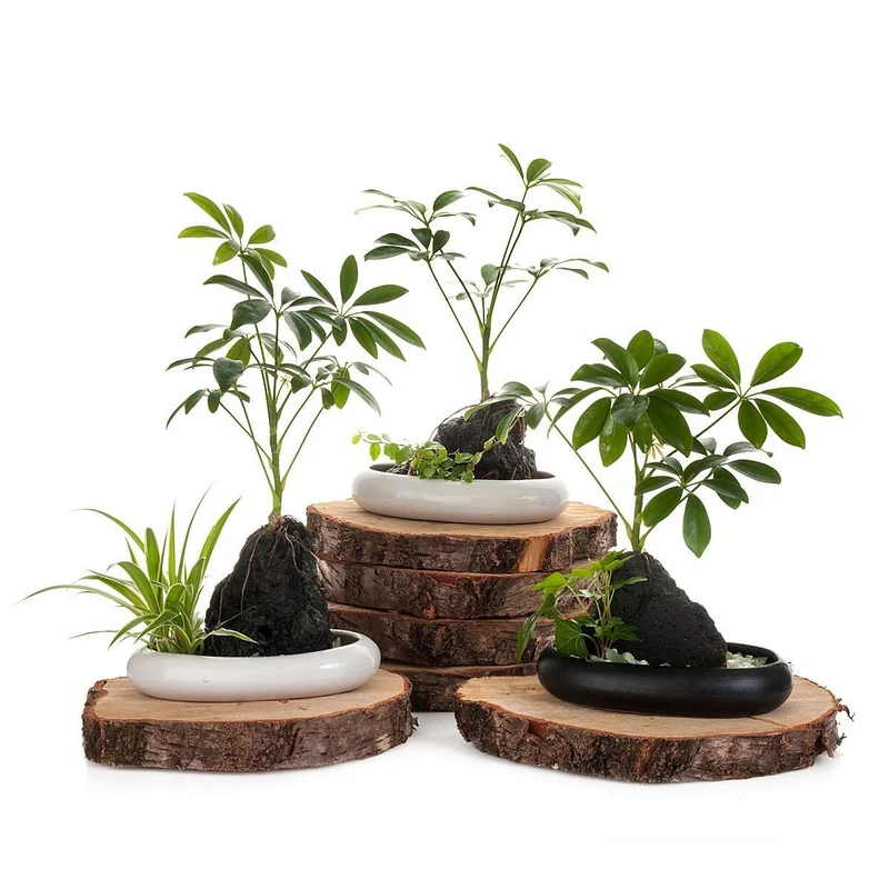 Volcanic Life Umbrella Tree