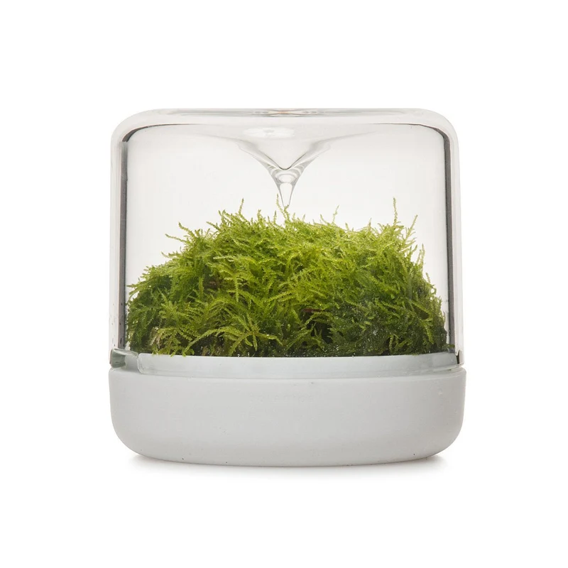 White Small Sanctuary Rainforest Terrarium