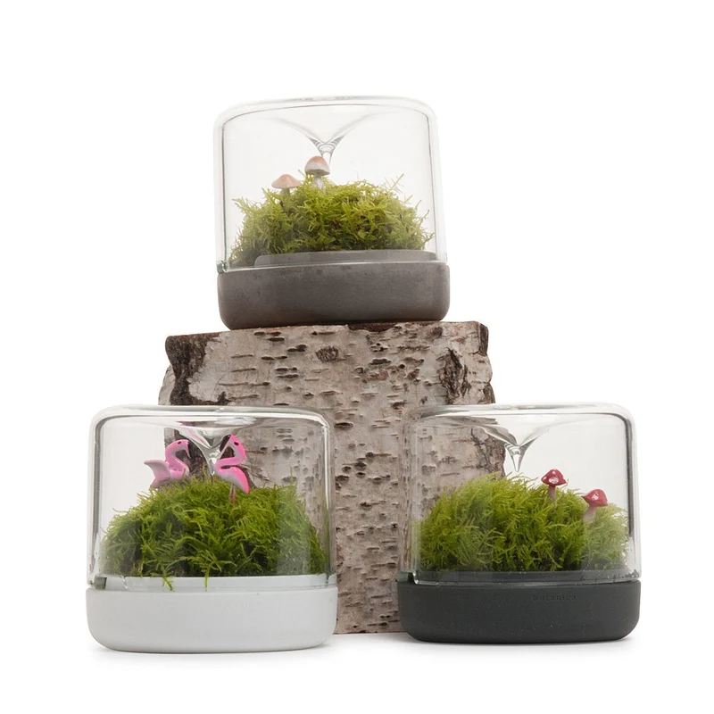 Concrete Small Sanctuary Rainforest Terrarium