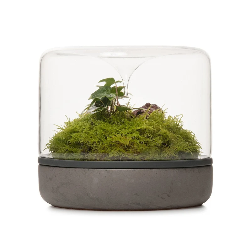 Concrete Sanctuary Rainforest Terrarium